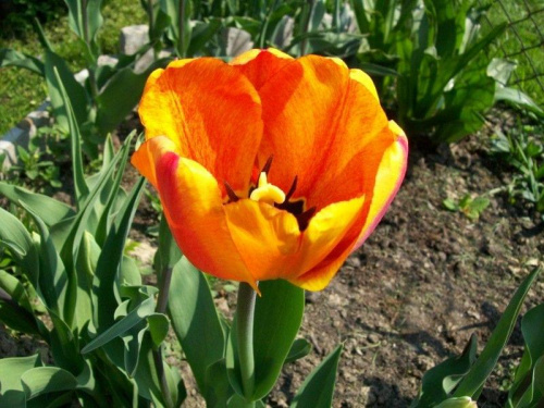 pomaranczowy tulipan