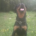 niunia #rottweiler