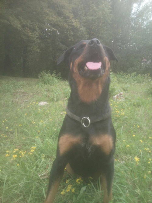 niunia #rottweiler