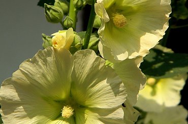 Żarnowiec-z parku Marii Konopnickiej
http://www.muzeumzarnowiec.pl/ #malwy #kwiaty #ogród