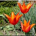 następne tulipany z mojej skromniej kolekcji #tulipan #ogród #wiosna