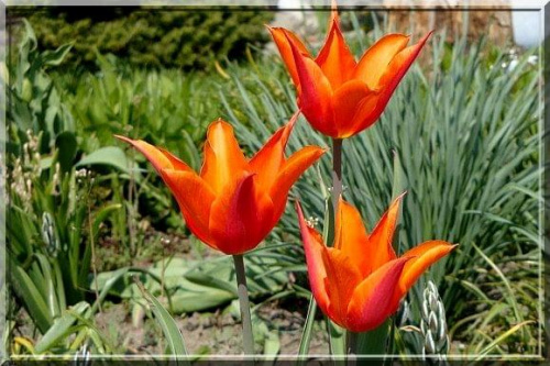 następne tulipany z mojej skromniej kolekcji #tulipan #ogród #wiosna