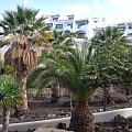 Przed hotelem... #egzotyczne #palma #roślinki #Teneryfa