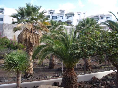 Przed hotelem... #egzotyczne #palma #roślinki #Teneryfa
