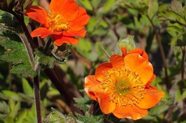 #kwiaty #ogrod #natura #kolor