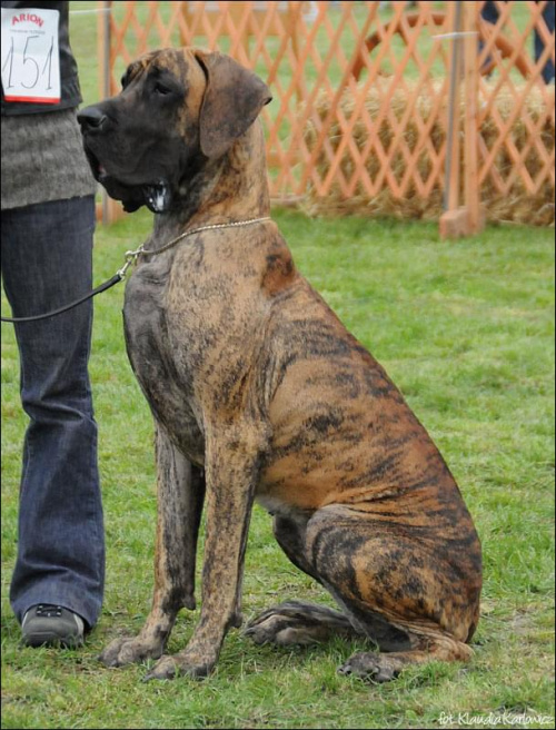 BAKALIA z Kuźni Napoleońskiej - I dosk, Mł.Zw.Klubu 2008