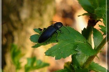 podskok czrny #makro #podskok #PodskokCzarny #owad #chrząszcz