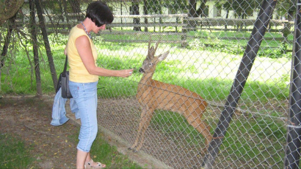 mini ZOO na terenie Caritasu w Myczkowcach