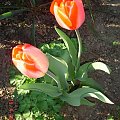 tulipanki w słońcu