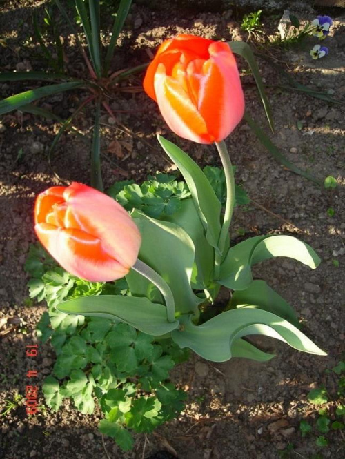 tulipanki w słońcu