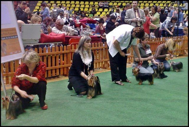 Yorkshire Terrier