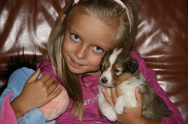 #aheltie #OwczarekSzetlandzki #SzczeniętaSheltie