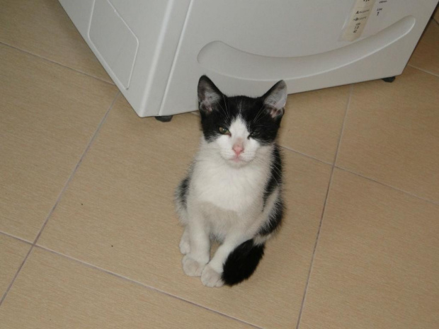 Koty do adopcji #adopcja #adopcje #Gliwice #kocięta #kot #kotki #koty #pomoc #przygarnę #schronisko #zaadoptuję #zwierzęta