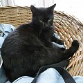 Koty do adopcji #adopcja #adopcje #Gliwice #kocięta #kot #kotki #koty #pomoc #przygarnę #schronisko #zaadoptuję #zwierzęta