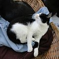 Koty do adopcji #adopcja #adopcje #Gliwice #kocięta #kot #kotki #koty #pomoc #przygarnę #schronisko #zaadoptuję #zwierzęta
