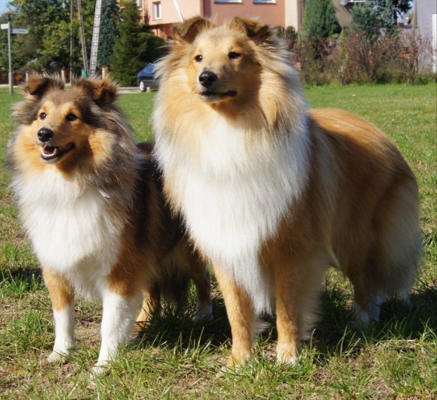 NESH SUNNY BOY , w hodowli
Amber Sun FCI i AUDREY , owczarek szetlandzki, sheltie #NESHSUNNYBOY #WHodowli