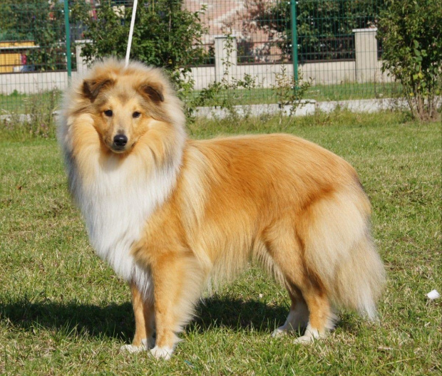 NESH SUNNY BOY , w hodowli
Amber Sun FCI, owczarek szetlandzki, sheltie #NESHSUNNYBOY #WHodowli