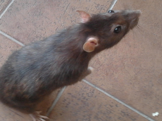 krycha i mycha #szczur