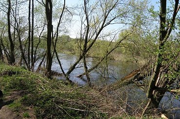 PZK - wiosna #wiosna #zielono #zielona