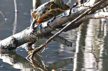 Spotkany w naturze... #żółw #przyroda