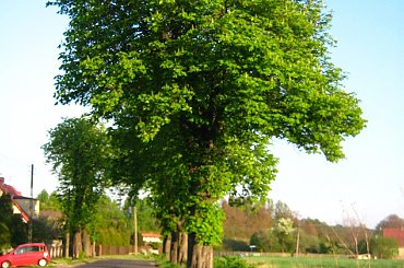 #droga #drzewa #zieleń #wiosna