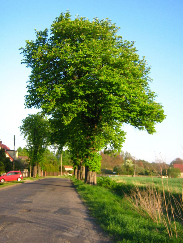 #droga #drzewa #zieleń #wiosna