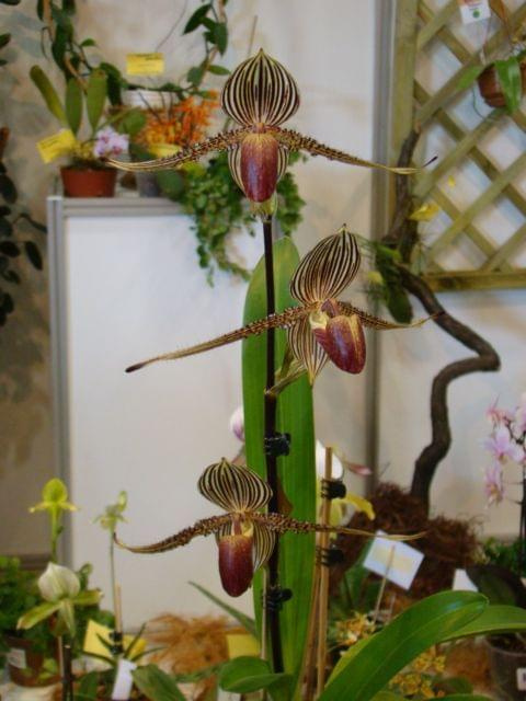 Paphiopedilum rothischildianum