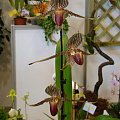 Paphiopedilum rothischildianum