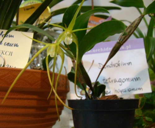 Dendrobium tetragonum var hayesianum