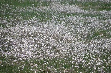 PZK #zielone #wiosenna #łąka #łące #kwiaty #pole #antenowe