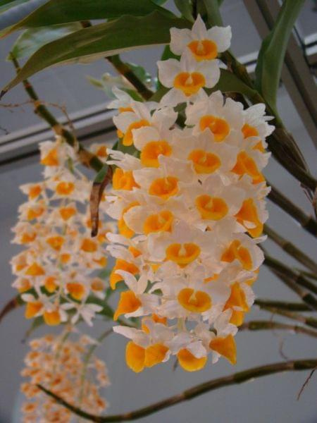 Dendrobium thyrsiflorum