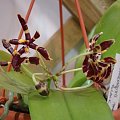 Phalaenopsis mannii black