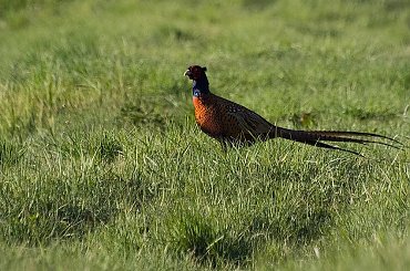 #zwierzęta #ptaki #kurak #bażant