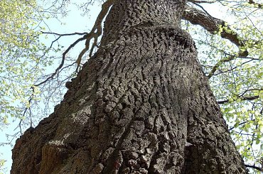 potężne drzewo-czyż nie????? #KazimierzDolny