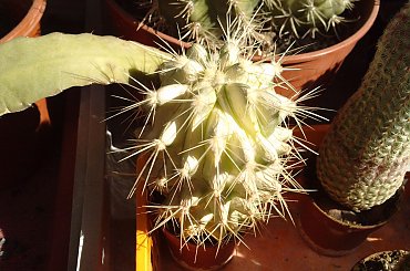 #kaktus #kolce #makro