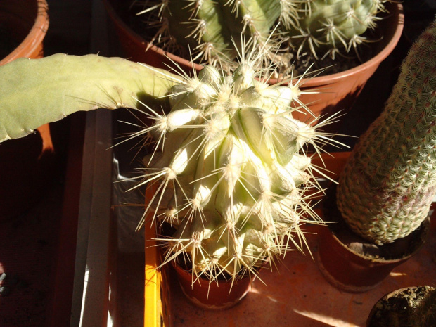 #kaktus #kolce #makro