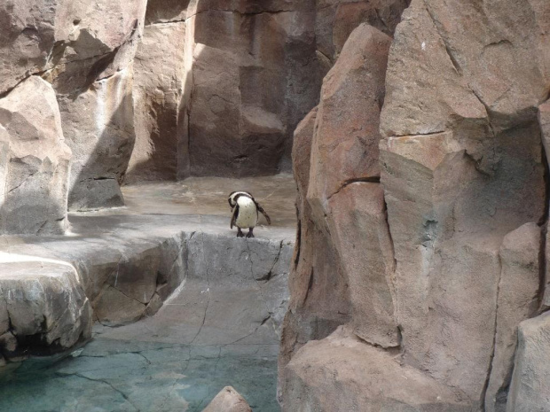 Pingwin peruwiański #Teneryfa #JunglePark #zwierzątka #pingwiny