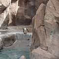 Pingwin peruwiański #Teneryfa #JunglePark #zwierzątka #pingwiny