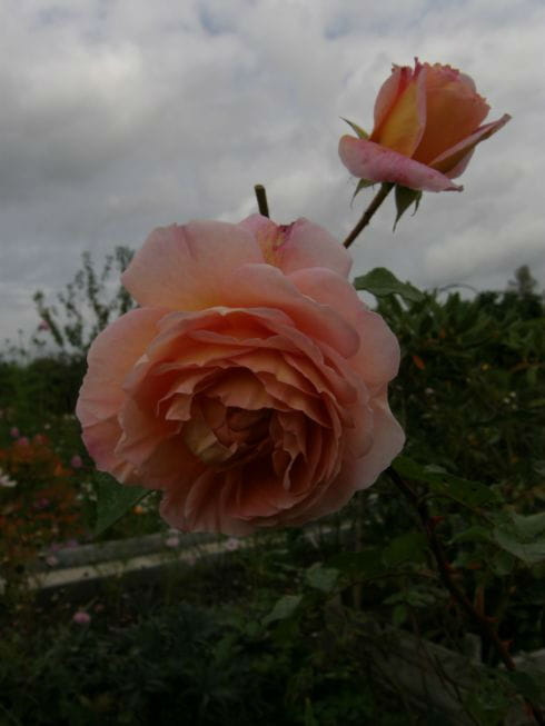 Abraham Darby #róże