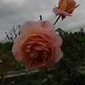 Abraham Darby #róże