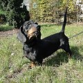 Koty do adopcji #adopcja #adopcje #Gliwice #kocięta #kot #kotki #koty #pomoc #przygarnę #schronisko #zaadoptuję #zwierzęta