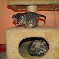 Koty do adopcji #adopcja #adopcje #Gliwice #kocięta #kot #kotki #koty #pomoc #przygarnę #schronisko #zaadoptuję #zwierzęta