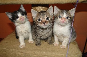 Koty do adopcji #adopcja #adopcje #Gliwice #kocięta #kot #kotki #koty #pomoc #przygarnę #schronisko #zaadoptuję #zwierzęta
