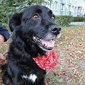 Koty do adopcji #adopcja #adopcje #Gliwice #kocięta #kot #kotki #koty #pomoc #przygarnę #schronisko #zaadoptuję #zwierzęta