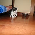 Koty do adopcji #adopcja #adopcje #Gliwice #kocięta #kot #kotki #koty #pomoc #przygarnę #schronisko #zaadoptuję #zwierzęta