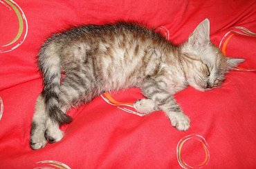 Koty do adopcji #adopcja #adopcje #Gliwice #kocięta #kot #kotki #koty #pomoc #przygarnę #schronisko #zaadoptuję #zwierzęta