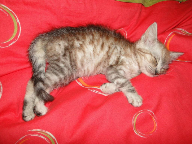 Koty do adopcji #adopcja #adopcje #Gliwice #kocięta #kot #kotki #koty #pomoc #przygarnę #schronisko #zaadoptuję #zwierzęta