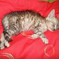 Koty do adopcji #adopcja #adopcje #Gliwice #kocięta #kot #kotki #koty #pomoc #przygarnę #schronisko #zaadoptuję #zwierzęta