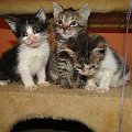 Koty do adopcji #adopcja #adopcje #Gliwice #kocięta #kot #kotki #koty #pomoc #przygarnę #schronisko #zaadoptuję #zwierzęta