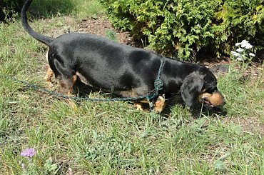 Koty do adopcji #adopcja #adopcje #Gliwice #kocięta #kot #kotki #koty #pomoc #przygarnę #schronisko #zaadoptuję #zwierzęta